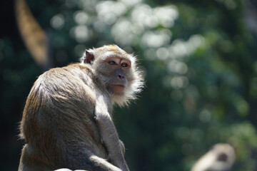 a monkey with a blurry background of green leaves with copy space.