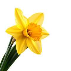 Vibrant yellow daffodil flower with green leaves on a white isolated background for use in various design projects.