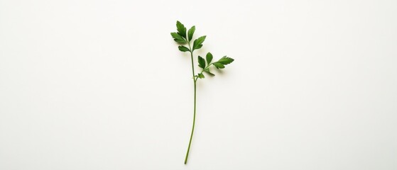 Fototapeta premium single plant sprig on white background