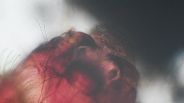  chironomus larva, chironomus head at microscope, microscope, pond, water, monza, head