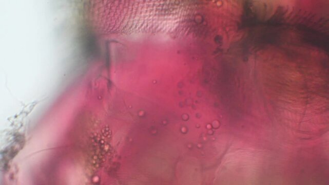  chironomus larva, chironomus head at microscope, microscope, pond, water, monza, head