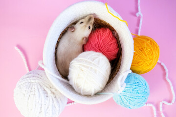 Colorful balls of yarn are ready for knitting and crocheting. Cute rat is resting in basket with balls of thread. Hobby. View from above.