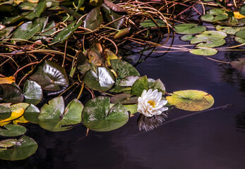 Water lily.