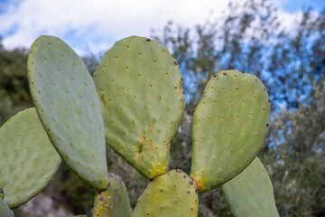 Closeup cactus Bunny ear plant Opuntia microdasys ,Opuntioid cacti ,heart shaped ,Indian fig ,smooth Mountain Prickly Pear ,Mission cactus ,nopal ,ficus-indica ,Opuntia vulgaris ,soft selective focus