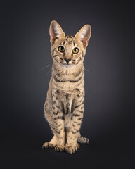Beautiful young Savannah cat, sitting up facing front. Looking curious towards camera. Isolated on a black background.
