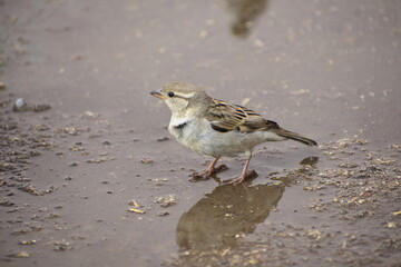 The house sparrow (Passer domesticus) is a bird of the sparrow family Passeridae, found in most parts of the world.