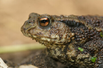 Closeup on a female of the European Common toad, Bufo bufo