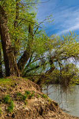 The river Tisza in springtime
