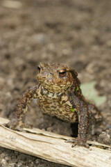 Vertical closeup on a female of the European Common toad, Bufo bufo
