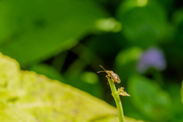 葉の上で休む昆虫のクローズアップ