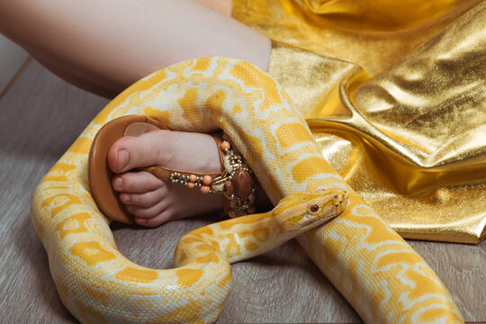 A yellow spotted python wraps around a woman foot. Snake as a pet