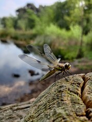 Dragonfly