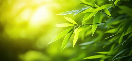 Obraz premium A leafy green tree with a bright sun shining on it