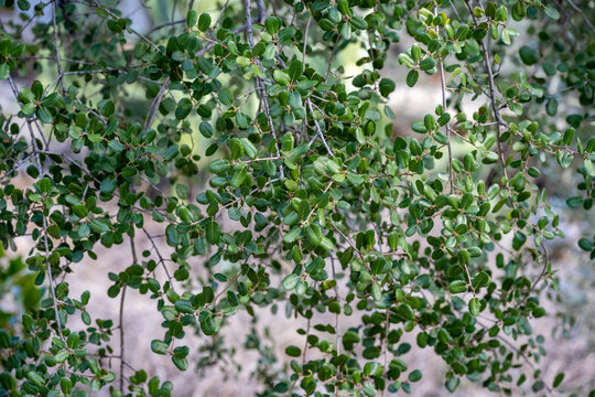 Alyxia Buxifolia or sea box plant at the botanical garden