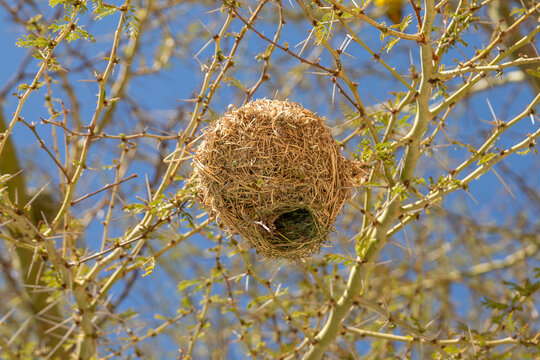 Weaver Birds near Clanwilliam in the Western Cape of South Africa