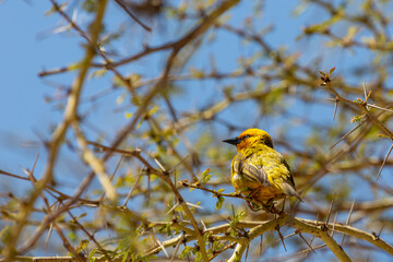 Weaver Birds near Clanwilliam in the Western Cape of South Africa