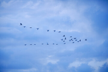 Obraz premium Large flocks of migratory birds. Migratory birds flying in the blue sky.