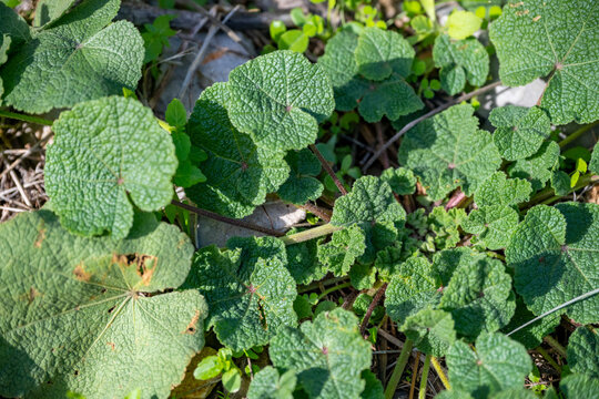 Wild cheeseweed or mallow ( malva sylvestris ) leaves