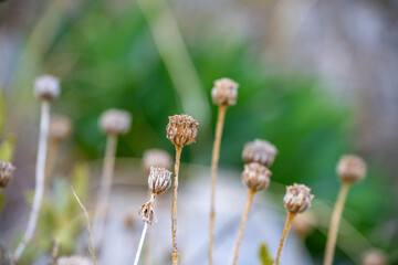 Macro dry dandellion flower branch close up view, bokeh background
