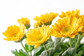 Fototapeta premium close-up of yellow chrysanthemums against a white background