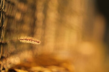 spighe al tramonto in autunno