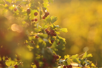bacche di biancospino nel bosco al tramonto