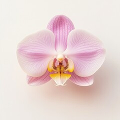 Fototapeta premium close up of a single pink orchid on white background
