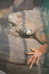 Iguana is a genus of herbivorous lizards that are native to tropical areas of Mexico, Central America, South America, and the Caribbean. 