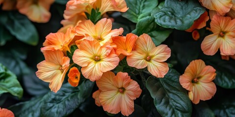 Vibrant Crossandra flowers beautifully displayed on a garden plant, showcasing the intricate details and colors of Crossandra in a natural setting. A stunning representation of Crossandra blooms.