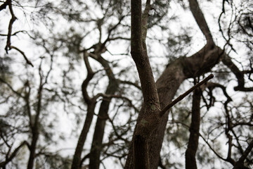 green tree leaves branch nature