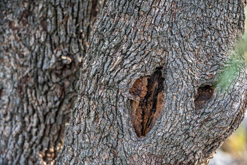 Tree hollow close up. Old oak tree hollow. Can be used as a background.