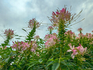 A field of pink flowers in a sunny day outdoors gardens