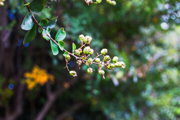 サルスベリの実