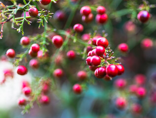 Obraz premium 南天の実