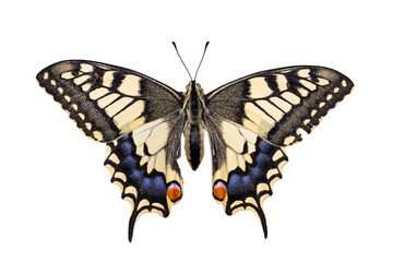 butterfly isolated on white background