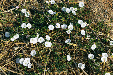 A white blooming field bindweed (Convolvulus arvensis) in Croatia