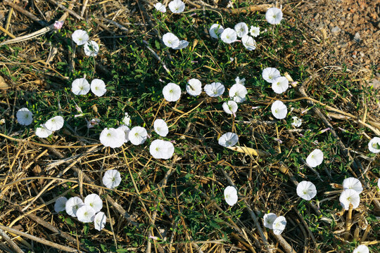 A white blooming field bindweed (Convolvulus arvensis) in Croatia