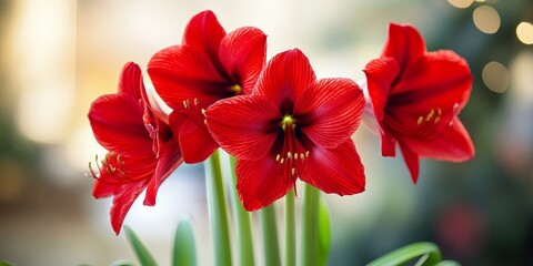 Ornamental plants featuring Amaryllis flowers showcase stunning red blooms and come in a variety of types. These Amaryllis can thrive beautifully in pots in your yard or garden.