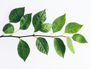 Fototapeta premium a branch with green leaves on a white background