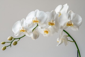 close-up of white orchids with green stems against gray background