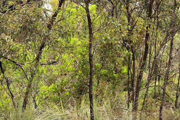 Fototapeta premium Golden Wattle (Acacia pycnantha) saplings growing in natural South Australian bushland