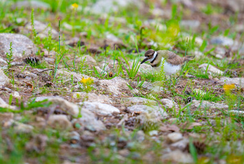 Killdeer chick foraging along the rocky shore of Chickamauga Lake, Harrison Bay State Park, Tennessee