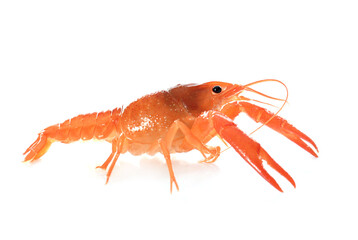 red crayfish