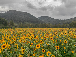 Fototapeta premium Blooming poppies in meadow, flowery meadow with herbs and summer flowers