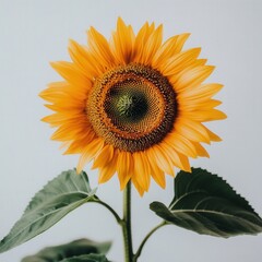 Obraz premium close up of a sunflower against a white background