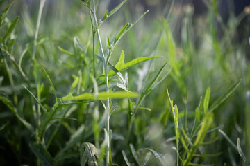 green leaves grass