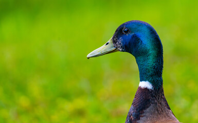 Mallard drake portrait closeup with grassy background completely blurred in Harrison Bay State Park, Tennessee