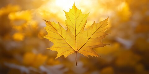 Obraz premium Vibrant yellow maple leaf showcasing striking veins as it catches the warm glow of golden sunlight, emphasizing the beauty of nature in this eye catching scene. Perfect for nature enthusiasts.