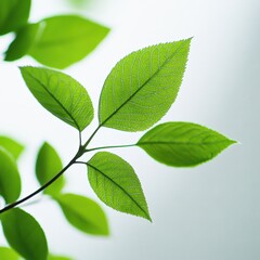 Fototapeta premium close up of fresh green leaves