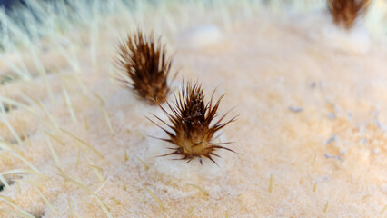 サボテンのトゲとユニークな模様